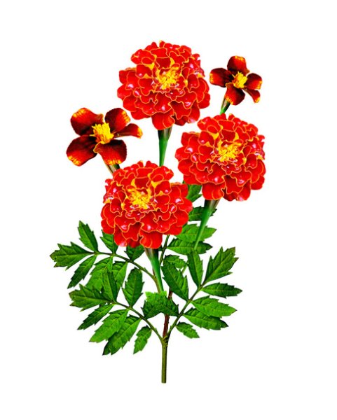 Карточки бархатцы