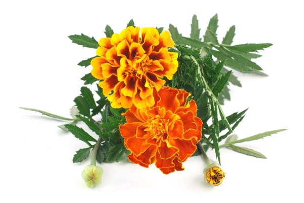 Бархатцы белые