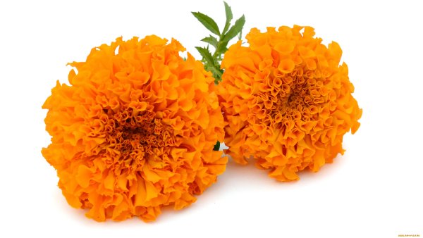 Бархатец цветок Lutein