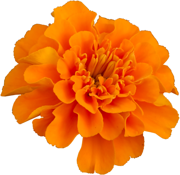 Бархатцы на белом фоне