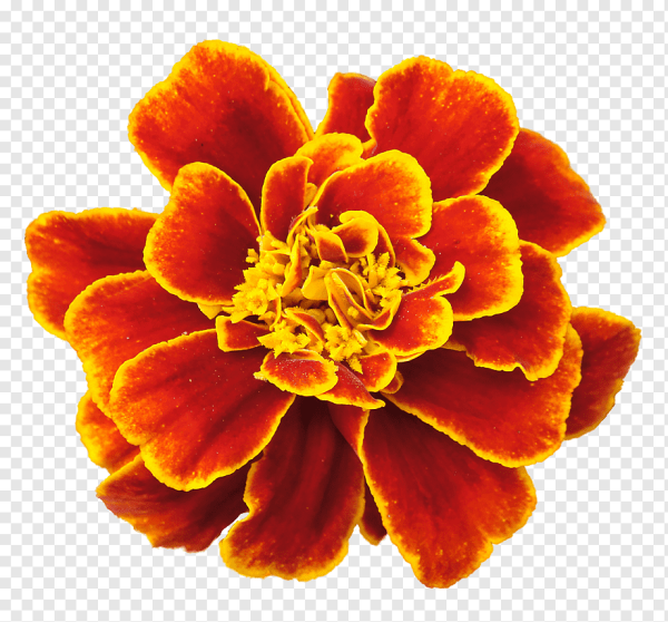 Marigold Flower