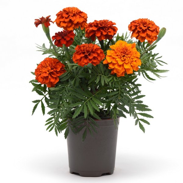 Бархатцы Файербол