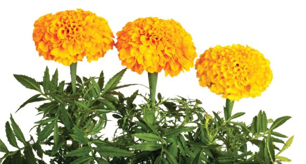 Бархатцы на белом фоне