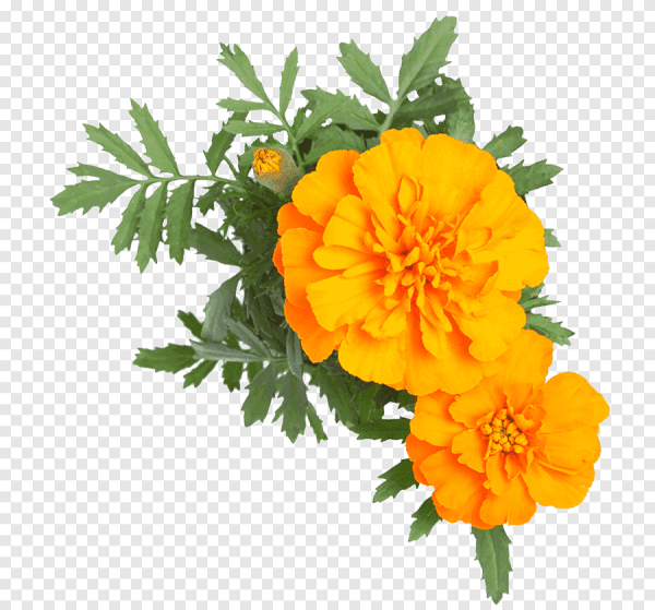 Бархатцы на белом фоне