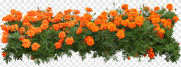 Бархатцы на белом фоне