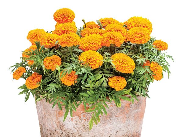 Бархатцы французские