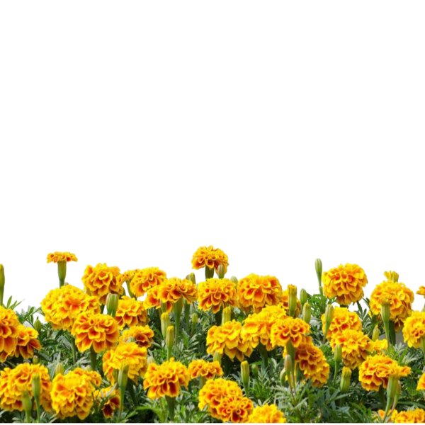 Бархатцы вектор