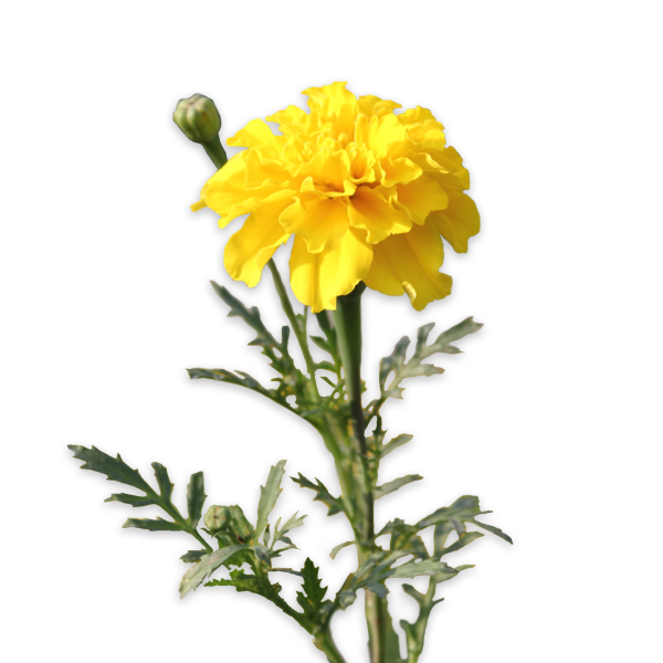 Хризантема мексикано