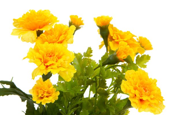 Тагетес в кашпо