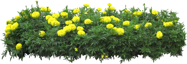 Желтые цветочки кустарник для клумб