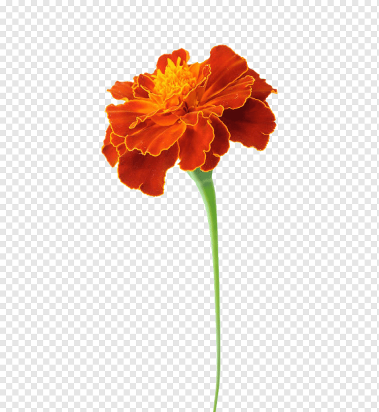 Бархатцы вектор