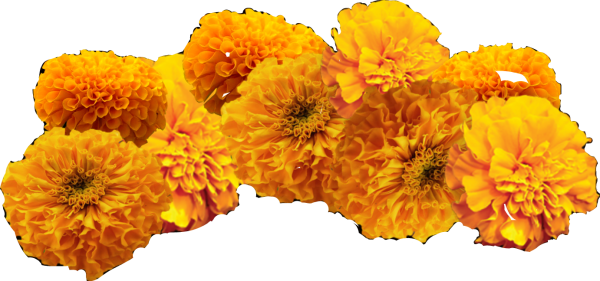 Цветы бархатцы Хризанта (40шт)