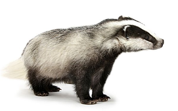 Белый барсук