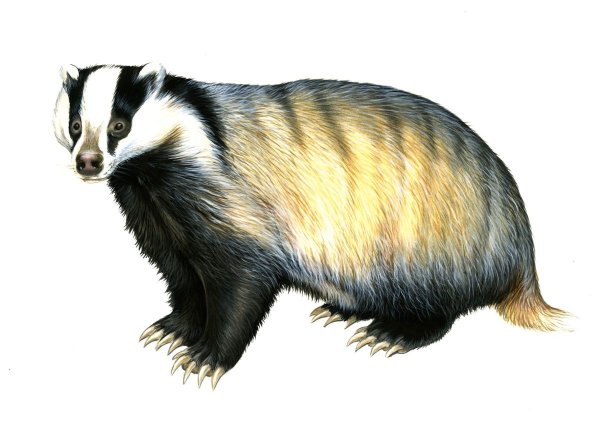 Барсук на белом фоне