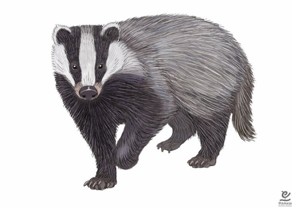 Барсук для детей