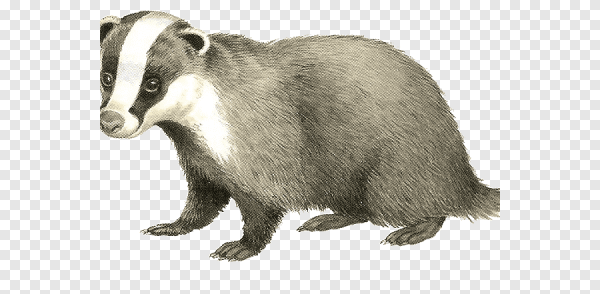 Барсук рисунок для детей