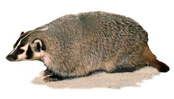 Барсук на белом фоне