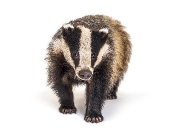 Барсук фото на белом фоне