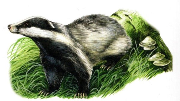 Барсуки Брянская область