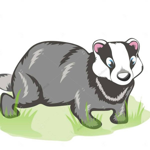 Барсук для детей