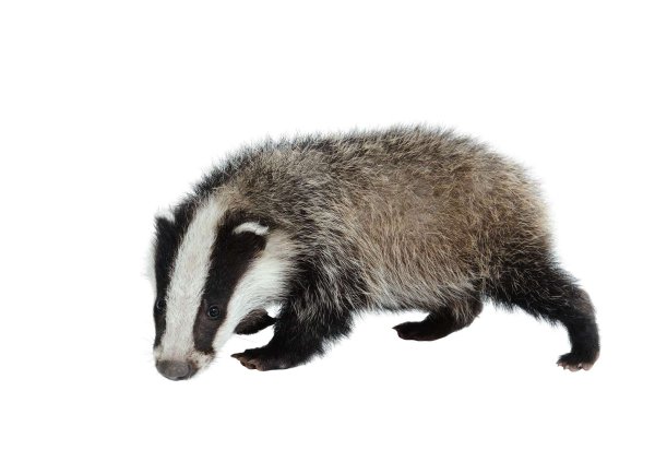 Барсук для детей