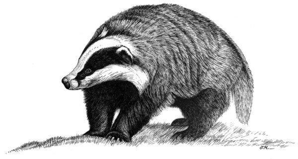 Барсук и енот