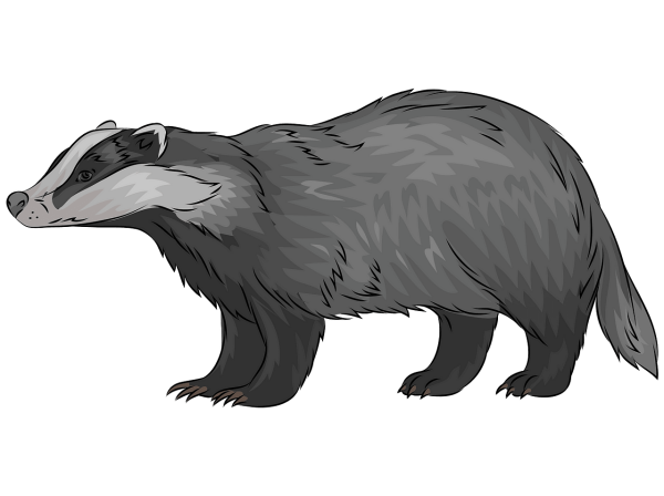 Барсук клипарт