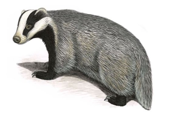 Барсук на прозрачном фоне