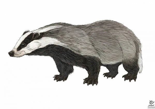 Барсук сбоку