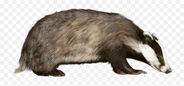 Барсук на белом фоне