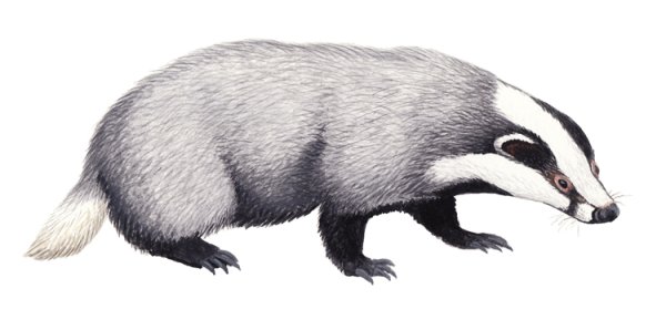 Барсук вид сбоку