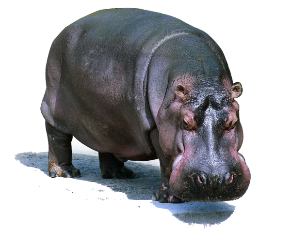 Бегемот Hippo