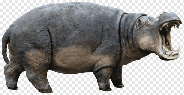 Гиппопотам на белом фоне