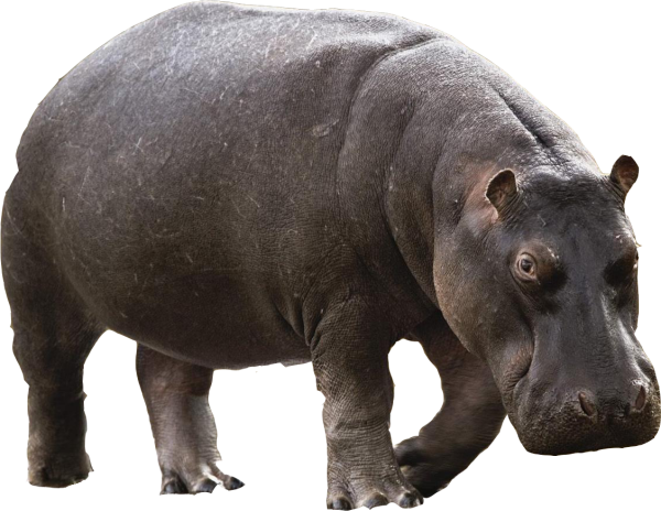 Бегемот на белом фоне