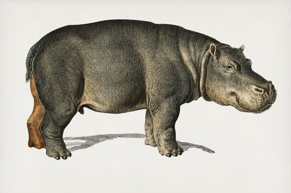 Гиппопотам на белом фоне