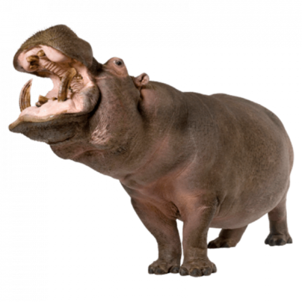 Бегемот на белом фоне