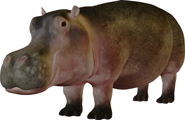 Гиппопотам на белом фоне
