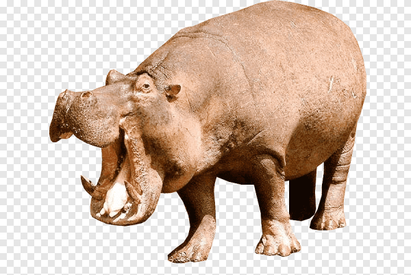 Гиппопотам на белом фоне