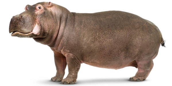 Гиппопотам на белом фоне