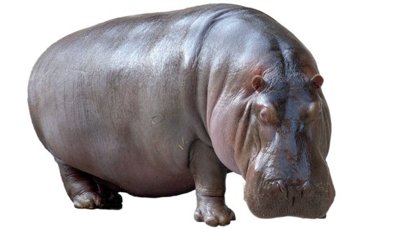 Гиппопотам на прозрачном фоне