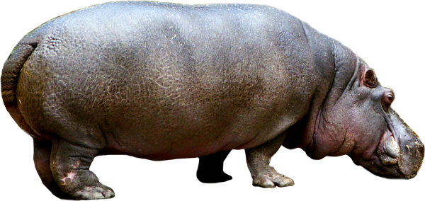 Гиппопотам на белом фоне