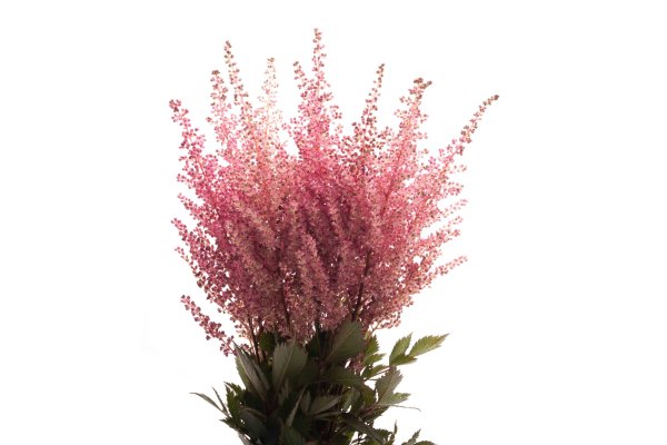 Астильба Арендса Фанал