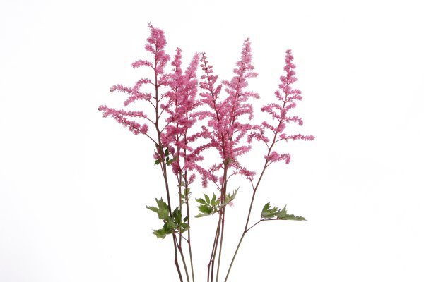 Астильба Вижн вулкан