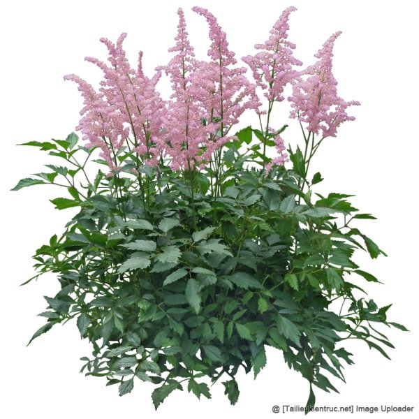 Астильба айс (белая)