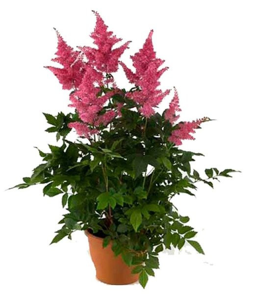 Астильба Арендса Rhythm and Blues