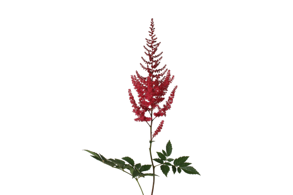 Астильба Арендса гранат