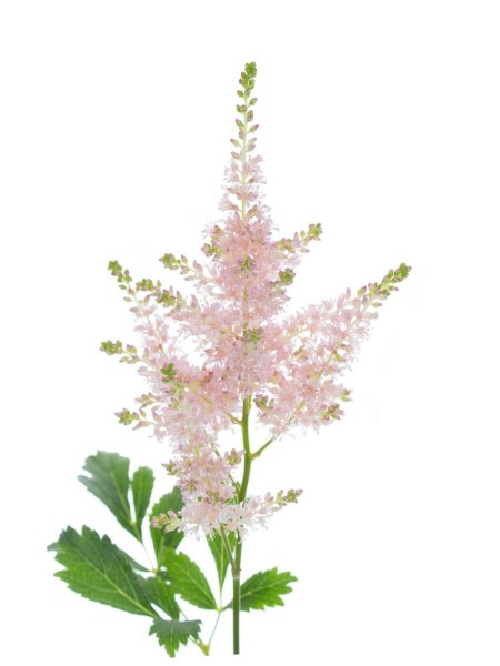 Астильба белая куст