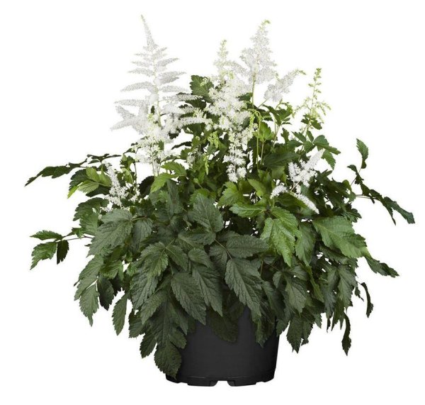 Астильба Сноу спрайт