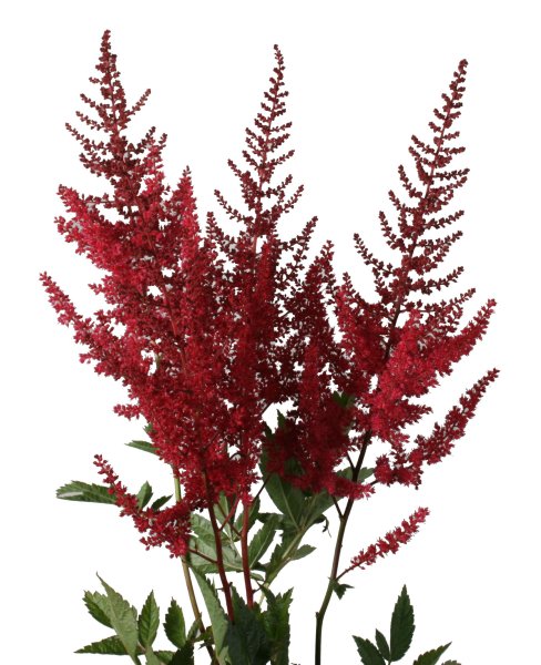 Астильба бордо