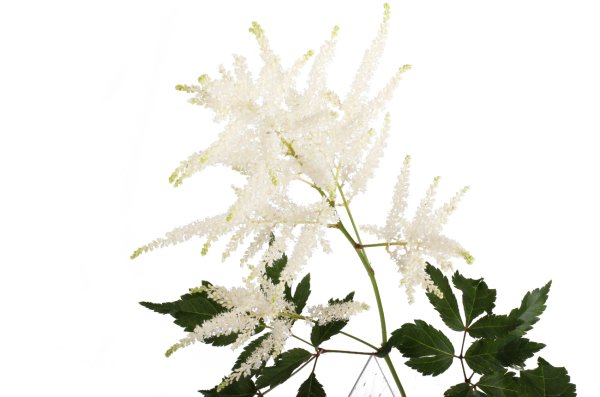 Астильба микс срезка